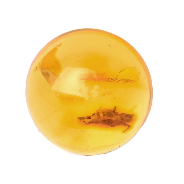 Amber with insects, golden, cabochon, round, 17mm